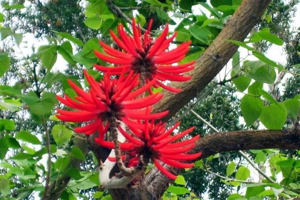 Algunas especies a adquirir son colorín, palo blanco, roble, bravo, tronador, mimbre, ébano y anacahuita.