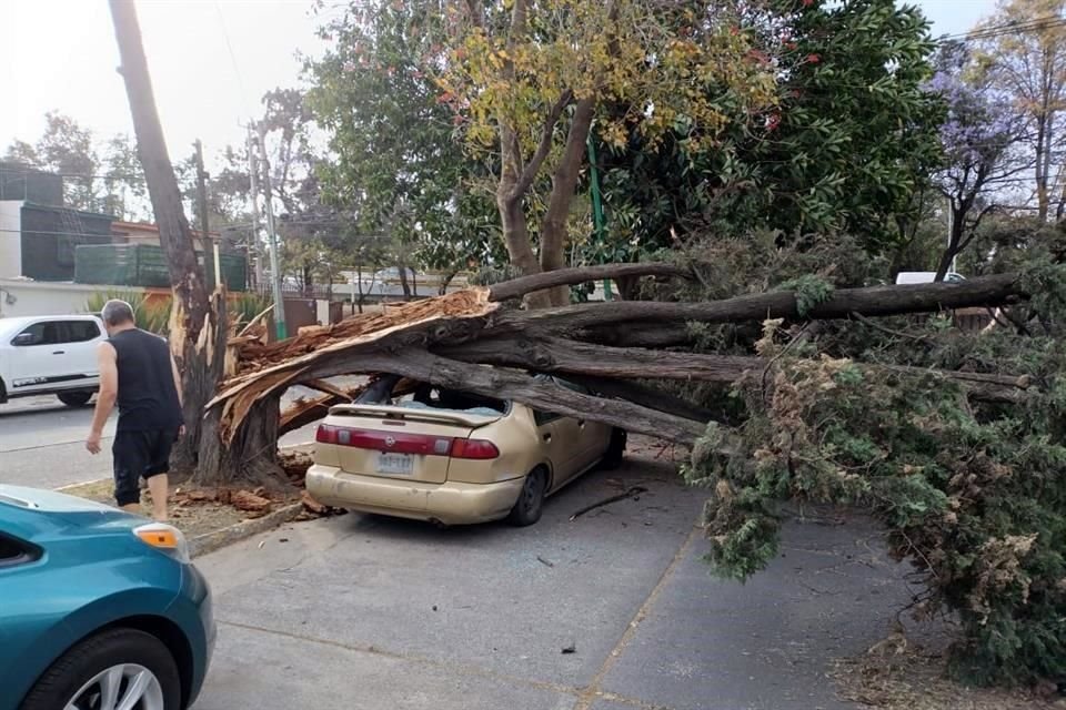 Un árbol cayó sobre dos vehículos en la Colonia Unidad Modelo, en la Alcaldía Iztapalapa.