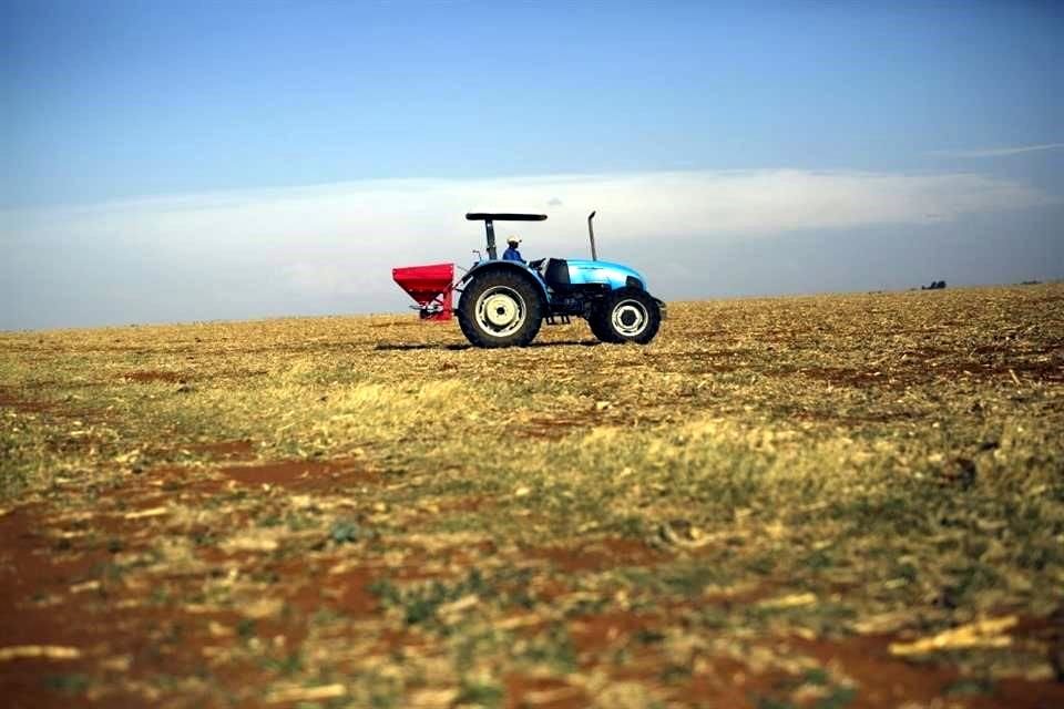 La Secretaria de Agricultura, Brooke Rollins, dijo que Trump considera eximir a ciertos productos agrícolas de aranceles impuesto a México.