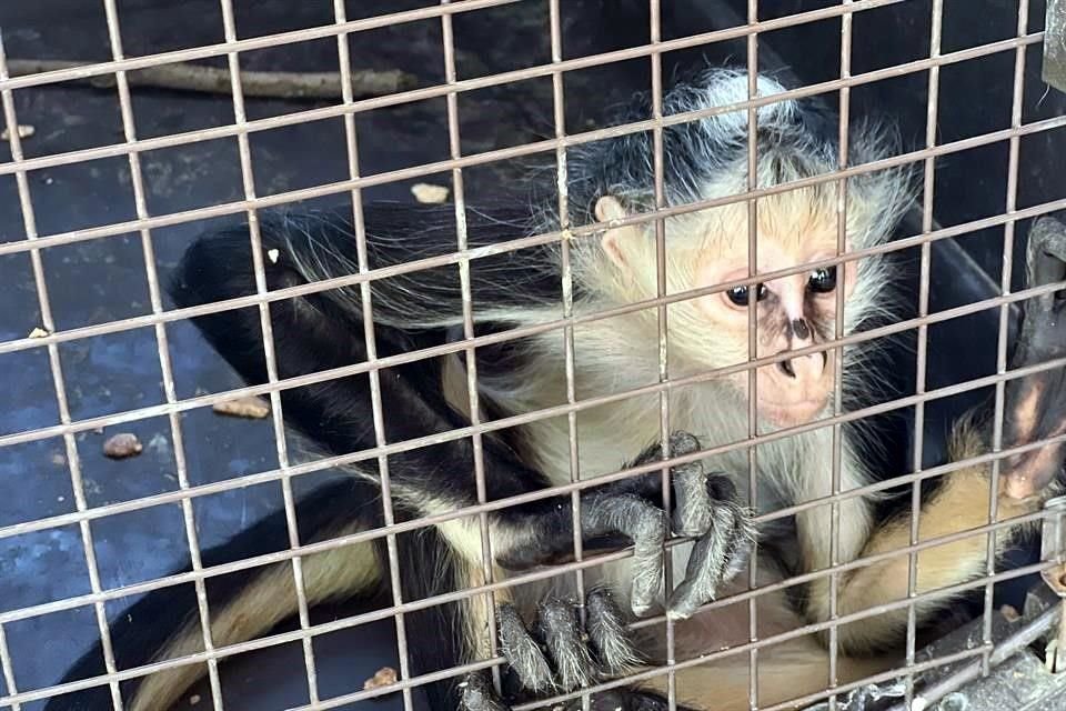 Los rescatistas no detallaron si el mono estaba en cautiverio o si andaba suelto. 