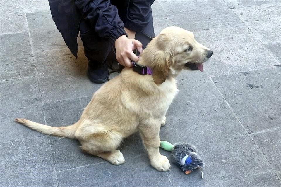 Erik Cavazos, director de la dependencia, pidió a la ciudadanía participar en ponerle nombre a la cachorrita de tres meses.