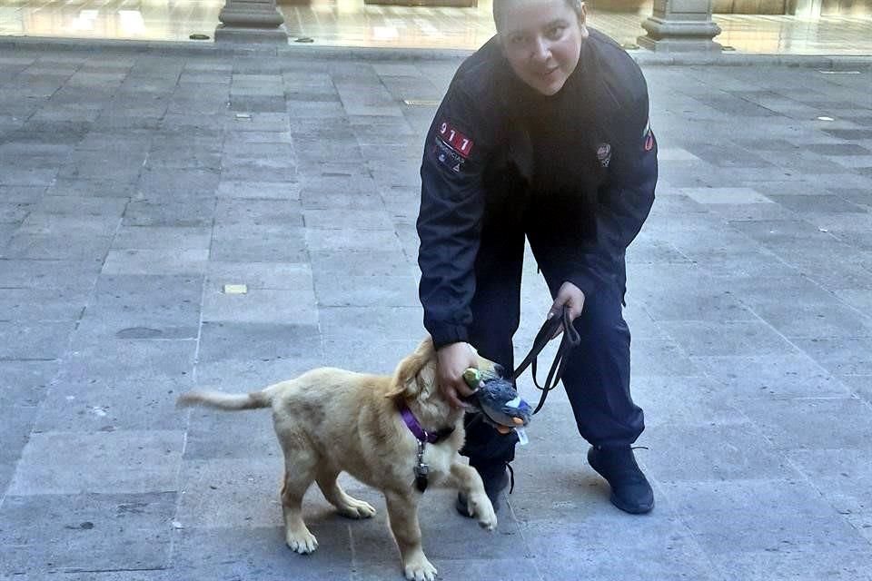 La perra labrador es parte de la Brigada K-9.