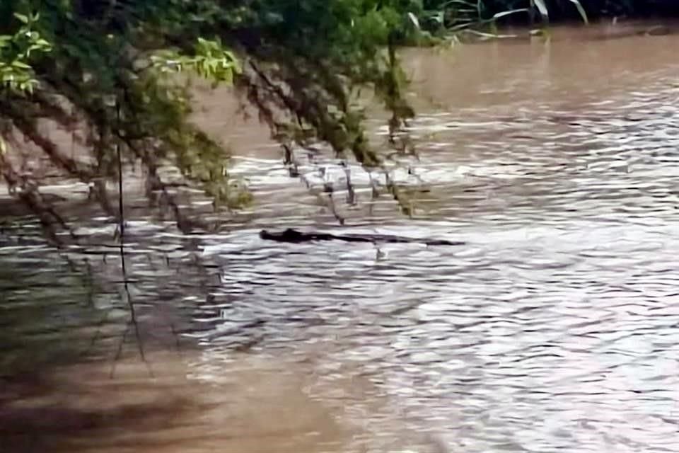Ante el avistamiento de cocodrilos en el Río Bravo, autoridades de Matamoros piden a la población evitar acercarse a los márgenes del cauce.