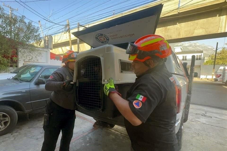 Los perros serán puestos a disposición de Protección Animal.