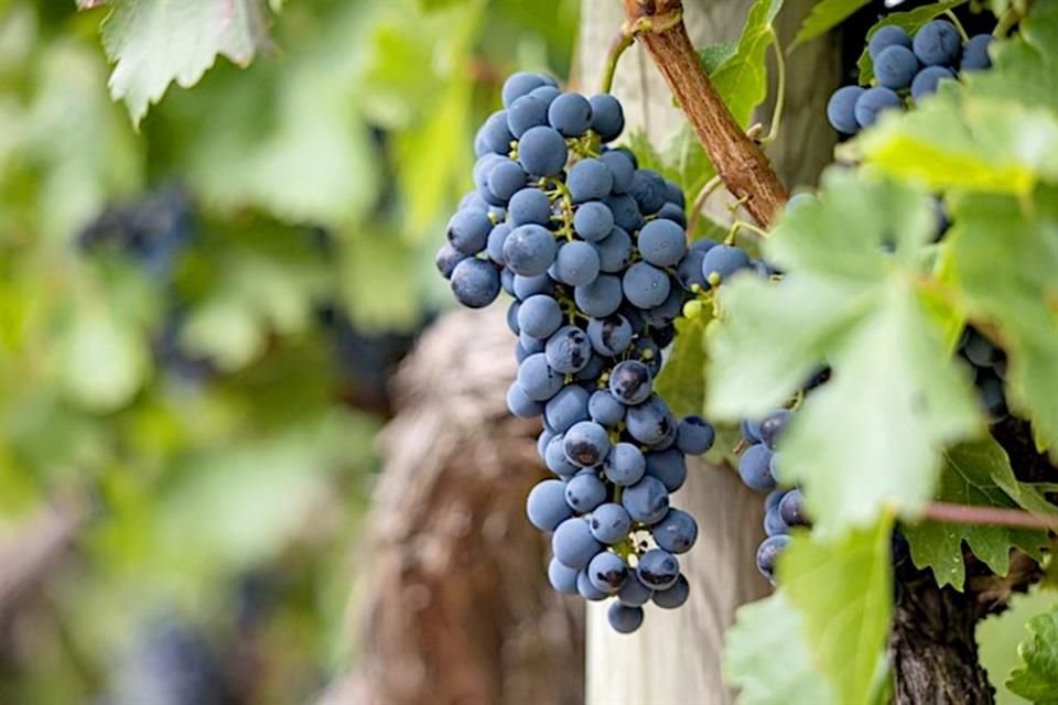 El Malbec tiene su origen en el sudoeste de Francia.