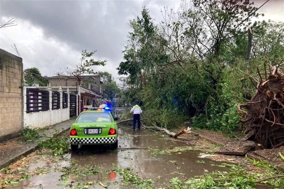 El paso de 'Grace' por Veracruz dejó varios árboles caídos.