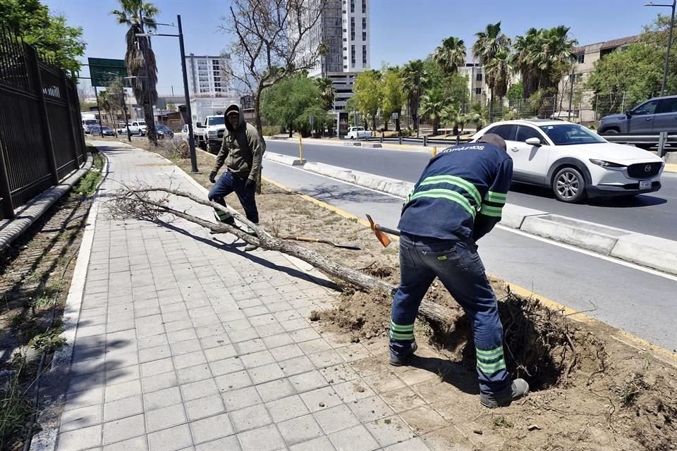 Trabajadores del Municipio de Monterrey retiran los árboles secos del corredor Washington.