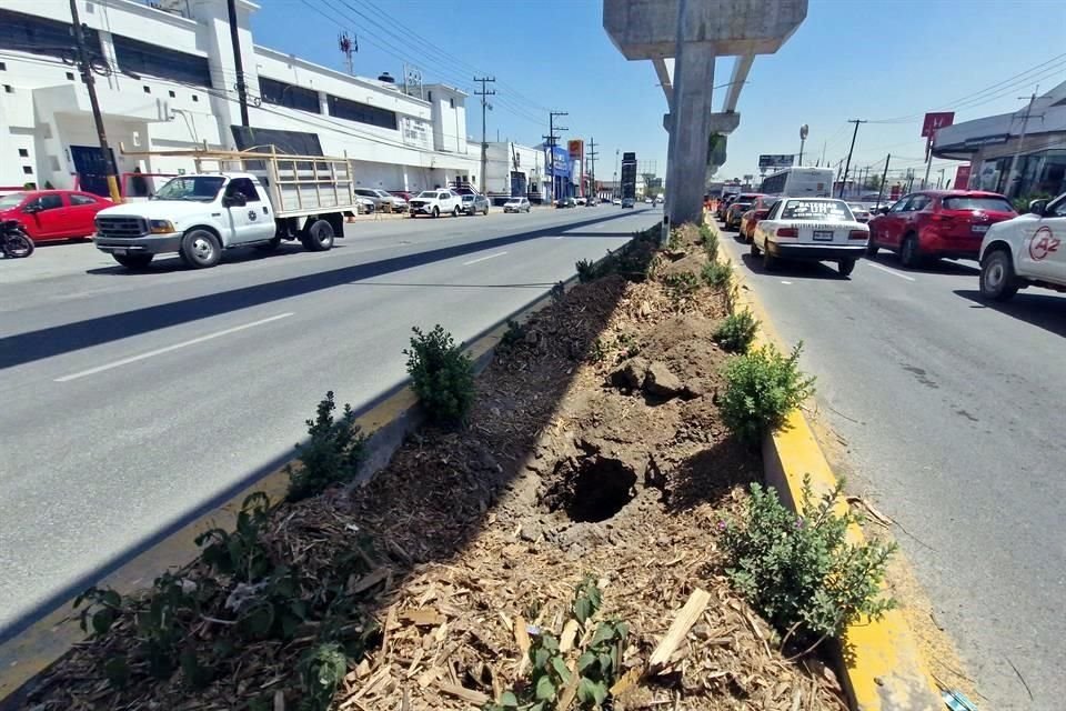 Varios árboles que fueron sembrados bajo el viaducto del Metro ya fueron quitados del camellón.