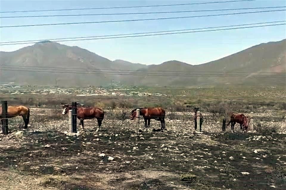 Los caballos fueron sacados del remolque por el propio conductor y colocados en una malla de un terreno aledaño.