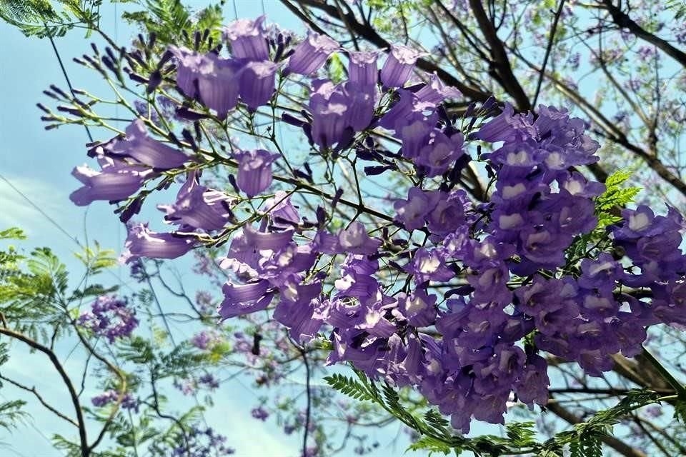 Las jacarandas se pueden apreciar principalmente en patios, jardines y banquetas de casas. 