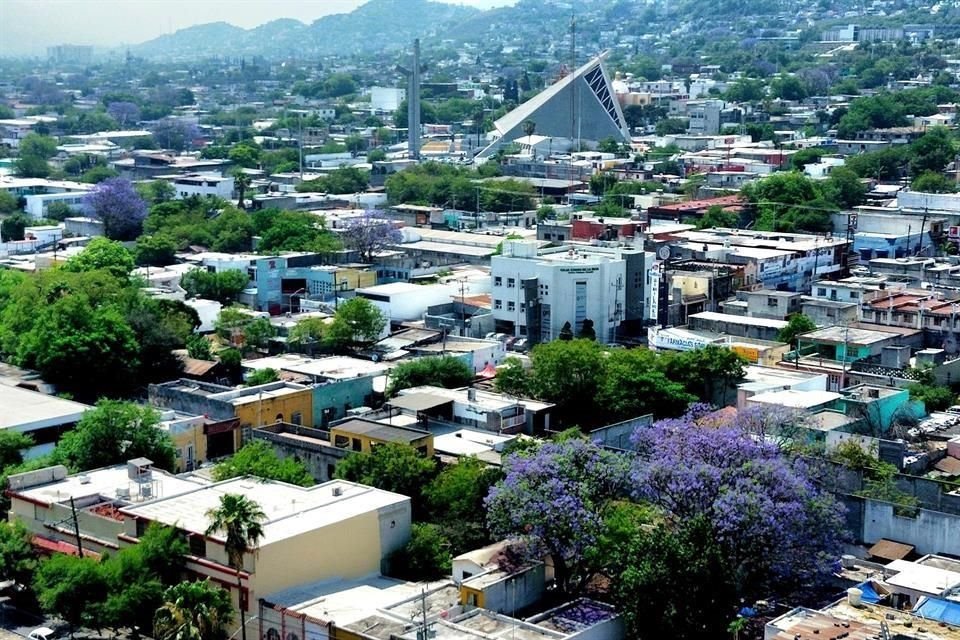 Estas plantas no son nativas de la región, pero tienen tradición en la Ciudad y fueron de las preferidas por las familias.