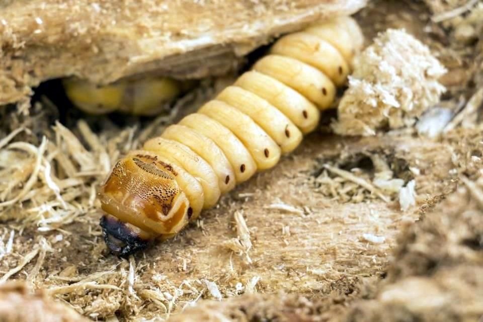 La enfermedad por gusano barrenador es parasitaria y puede ser mortal si no se trata a tiempo. Sus síntomas son heridas dolorosas, enrojecimiento e inflamación en ojos, boca, nariz y piel.