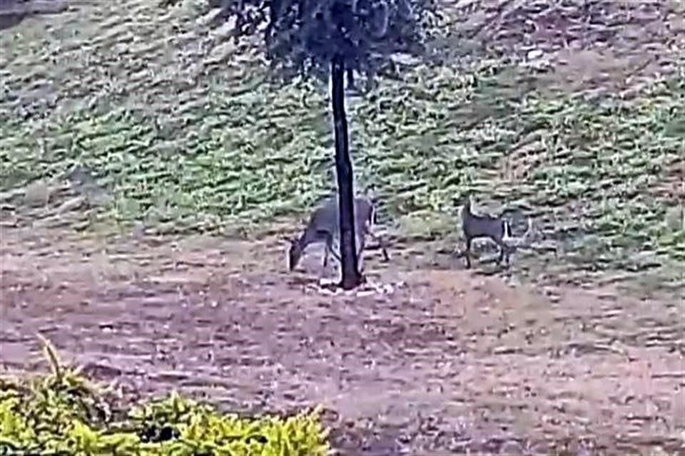En el área verde los vecinos han avistado jabalíes y venados.