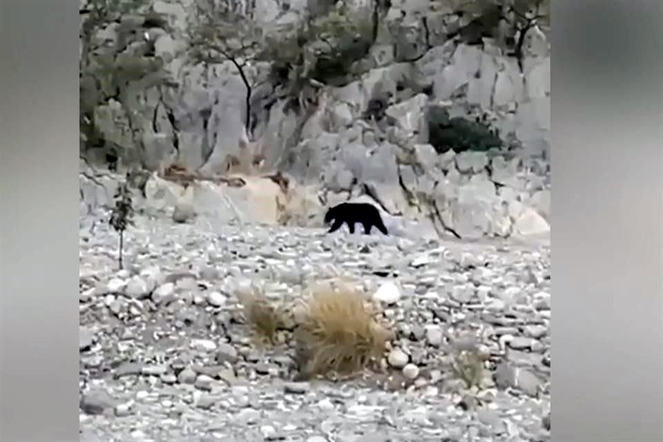 Un oso fue avistado ayer en La Huasteca, por lo que el Municipio de Santa Catarina cerró el acceso al parque natural.