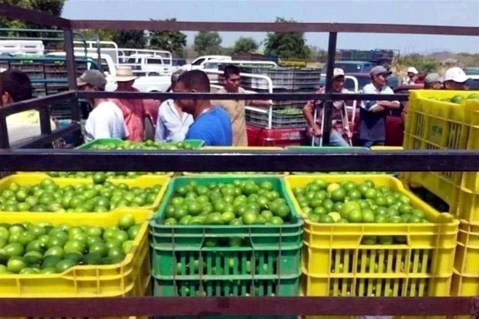 Limoneros de Apatzingán, Michoacán, suspendieron labores tras hechos violentos registrados ayer; líderes convocaron a reunión para afinar plan de seguridad.