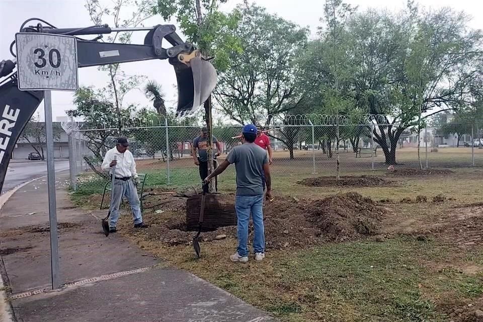 Los trabajos contemplan la plantación de encinos siempre verdes y encinos rojos, árboles de entre 7 y 8 metros de altura, con diámetros que van de 4 a 6 pulgadas.