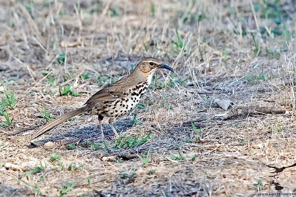 Crecimiento de la CDMX y construcción de edificios afectan el hábitat de aves nativas de la Capital, lo que las pone en riesgo de extinción.