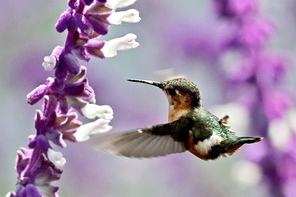 La diversidad aviar se compone por casi 400 especies. Algunas son nativas; otras, exóticas, unas cuantas más, migratorias. 