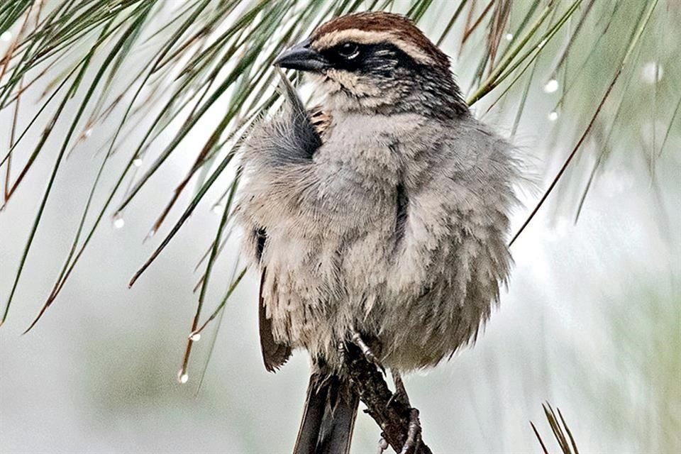 Actualmente, 21 aves endémicas habitan la Zona Metropolitana, no son exclusivas de la Ciudad, pero sí propias de la región.  