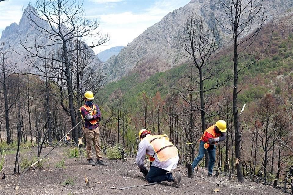 Los incendios forestales de marzo devastaron la Sierra de Santiago, que ahora es rehabilitada.