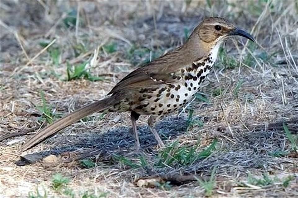 Aves que habitan en la CDMX, como el cuicacoche manchado, ven amenazados sus ecosistemas debido al crecimiento urbano y la construcción de edificios.