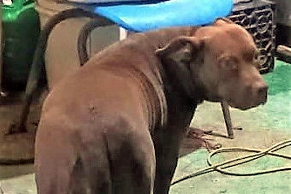 El perro que presuntamente atacó a la vecina.