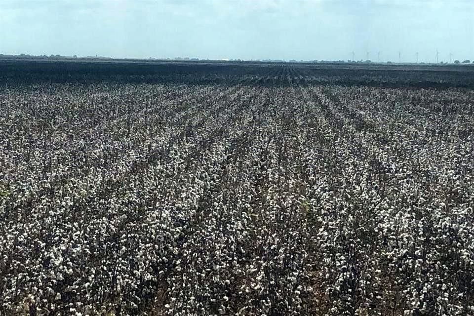 Al menos 20 mil familias de agricultores, y más de 50 mil personas que dependen indirectamente de la actividad agrícola en la frontera de Tamaulipas, sufrirán los efectos de la escasez.