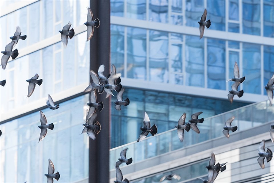 BirdSmart el vidrio de Vitro Arquitectónico arriba en México. 