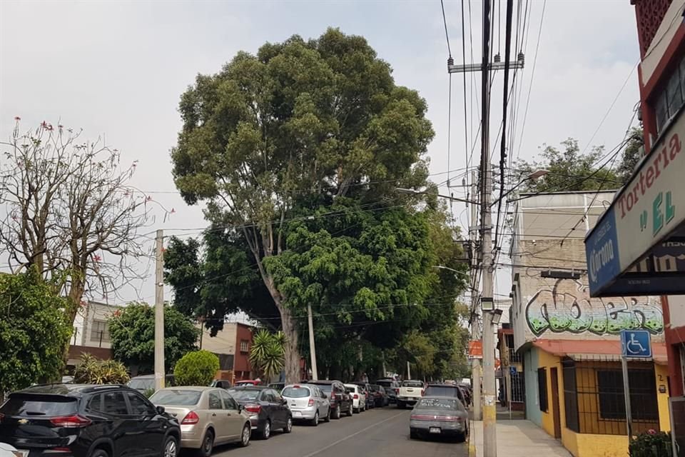 El árbol de eucalipto destaca sobre la Calle Cáliz, en la Colonia El Reloj. Vecinos afirman que está en mal estado.