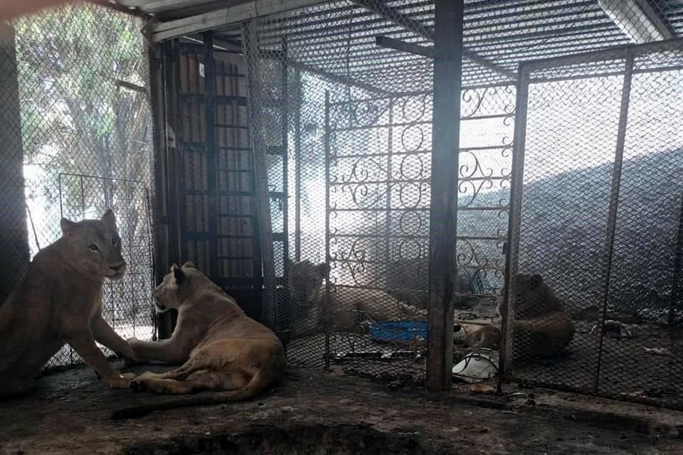 Tres leonas y un león son detectados en malas condiciones al interior de una quinta, en el Parque Ecológico Nacataz, en García.