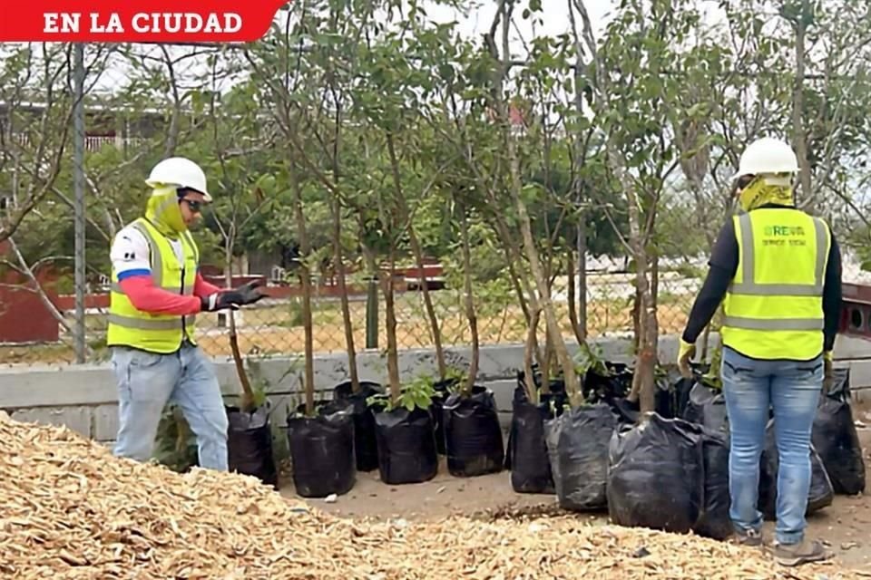 En el área urbana se plantan árboles de hasta 10 metros de altura.