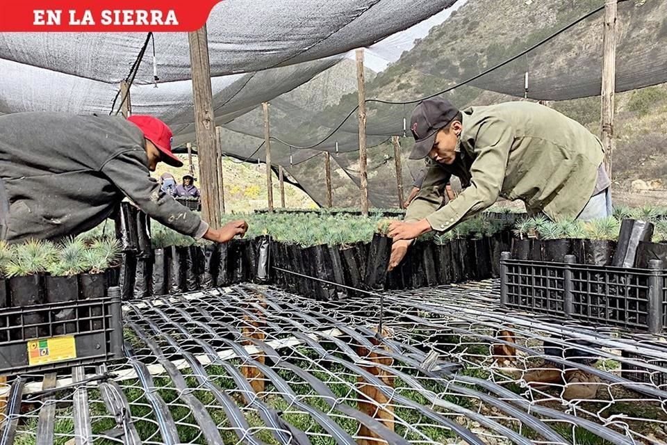 En zonas montañosas se trabaja con plantas de sólo unos centímetros de alto.