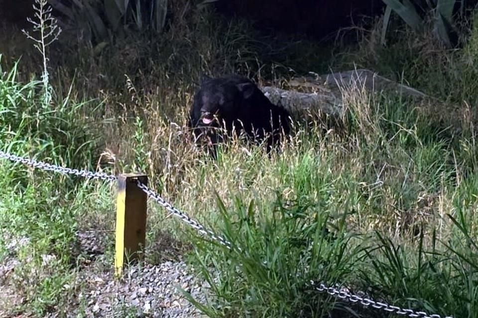 El avistamiento se dio en la Colonia Colinas de la Sierra.