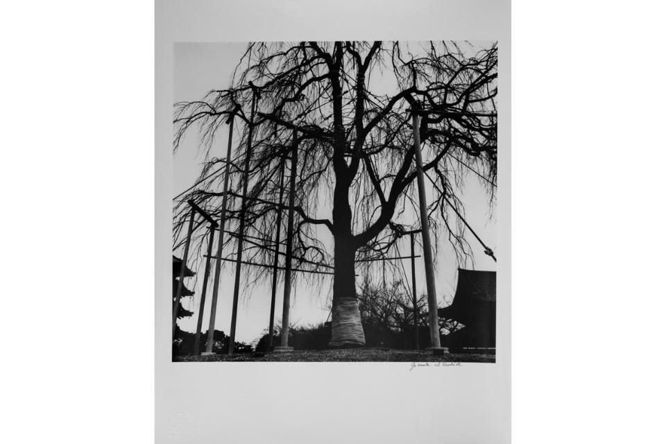 La muestra titulada 'Graciela Iturbide' esta integrada por 140 fotografías de la artista mexicana.