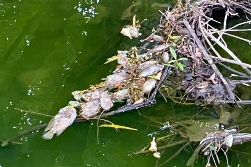 Vecinos de la Colonia Santa Engracia reportaron el hallazgo de al menos una decena de peces muertos en el Arroyo El Capitán. 
