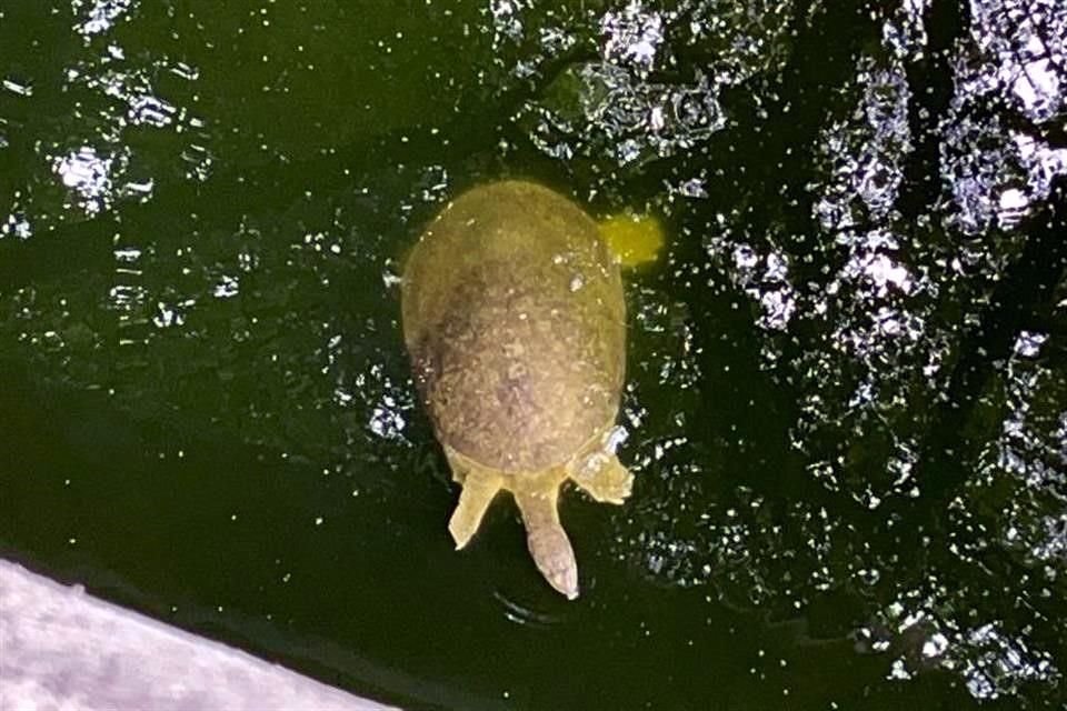 Desde hace años en el arroyo hay tortugas, especie que aún se observa en ese sector.