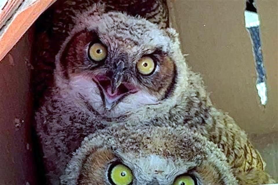 Las aves fueron llevadas a las instalaciones de la dependencia municipal para ser evaluadas por especialistas. 