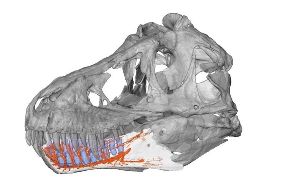 El tiranosaurio rex poseía sensores nerviosos en su mandíbula que le permitían detectar mejor a sus presas, según un estudio de Japón.