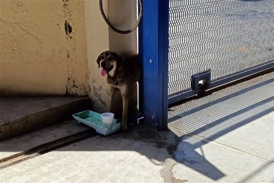 Elementos de Grupo Jaguares de Protección Civil de Santa Catarina llegaron y en 15 minutos pudieron liberarlo, luego de haber quedado atorado entre la barda y el portón del plantel.