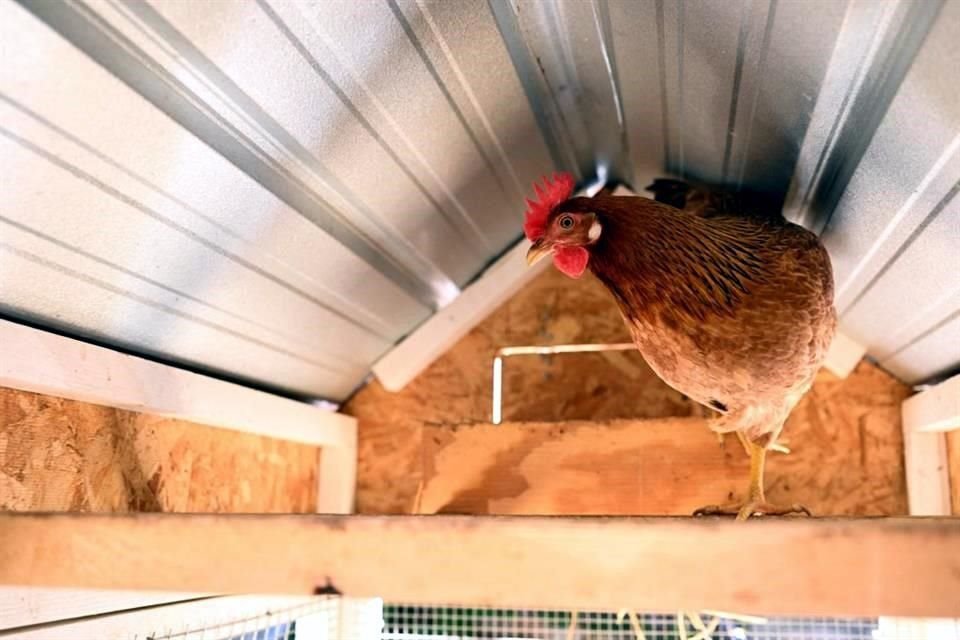 Brasil es uno de los principales productores y exportadores de aves de corral del mundo.