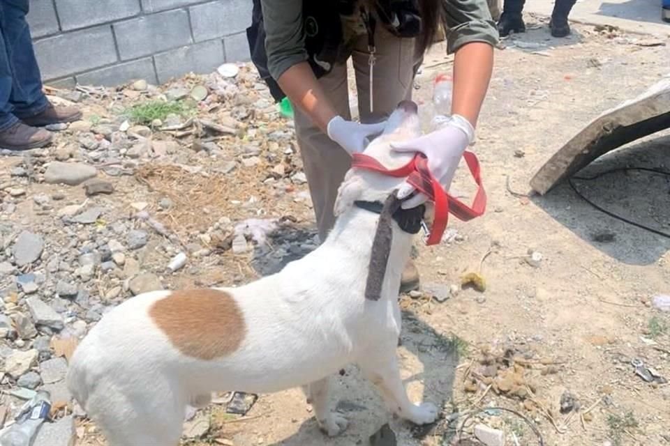 Personal de Medio Ambiente rescató al perro y lo llevó a una veterinaria.