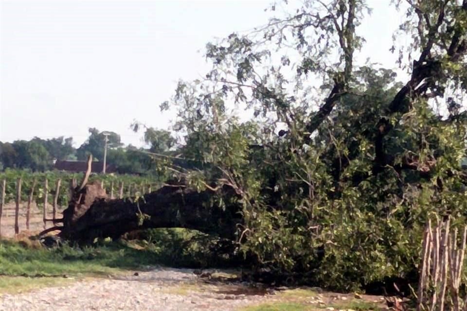 Algunos árboles fueron derribados durante la tormenta.