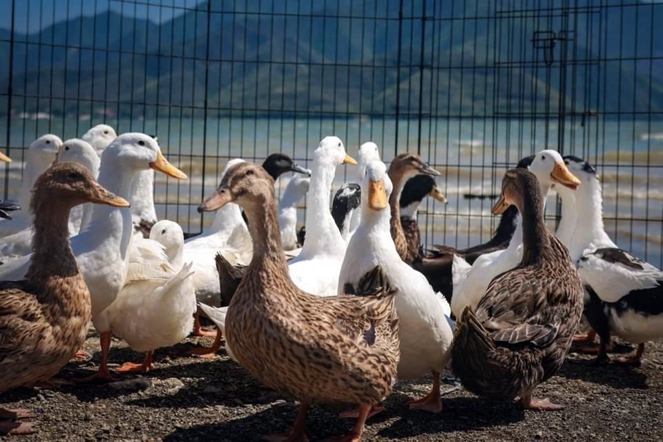 Los 30 patos fueron liberados en la Presa La Boca.