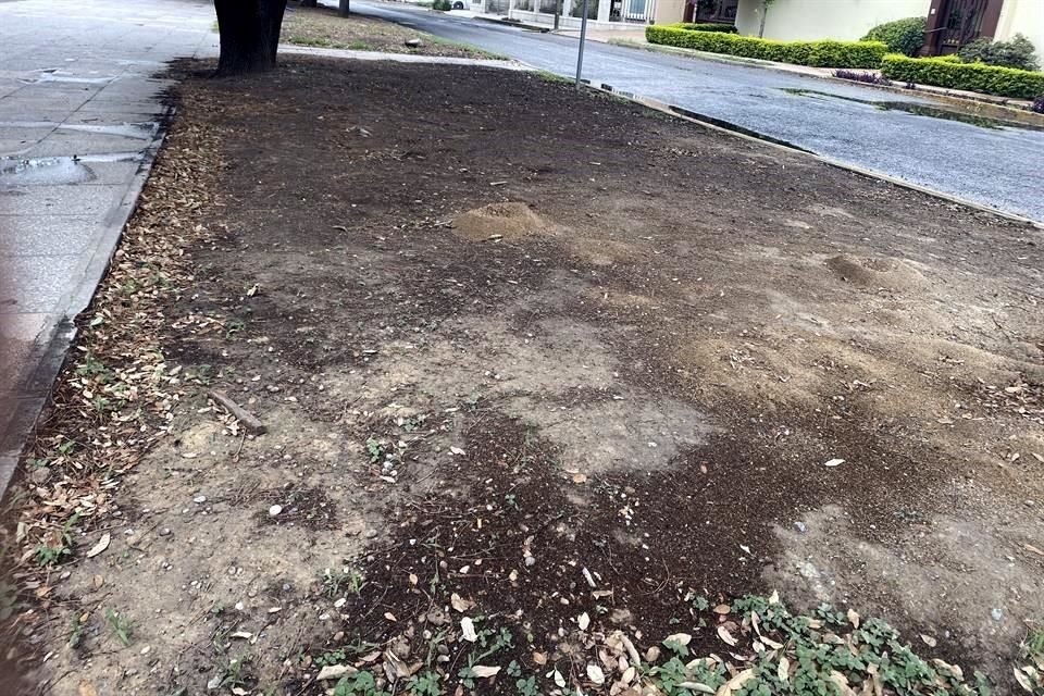 Algunas áreas verdes en camellones y parques de la zona lucen secas por la falta de mantenimiento.