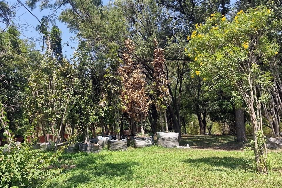 Junto al acceso por la Avenida Constitución, una zona presenta árboles viejos, pero también jóvenes o pequeños que lucen en malas condiciones.