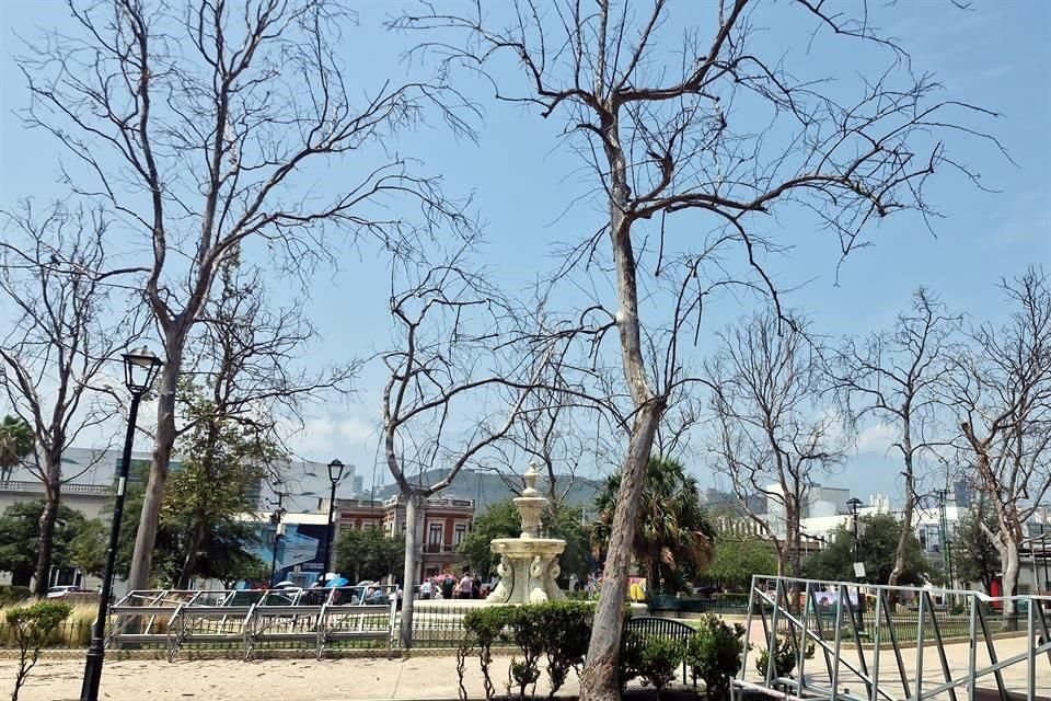 De acuerdo con los comerciantes de la zona, desde la pandemia el municipio quitó el riego y los árboles comenzaron a morir.