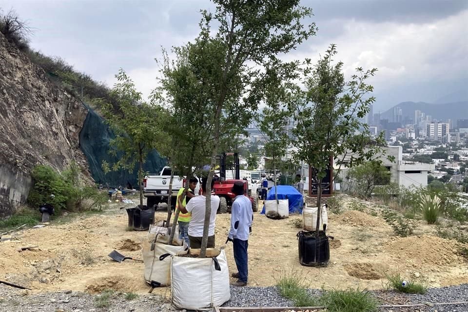 Vecinos de la Colonia Fuentes del Valle plantaron diversas variedades de encinos.