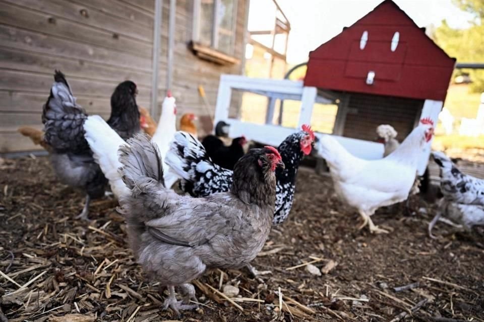 Brasil es el mayor exportador de aves de corral del mundo y el mayor proveedor de carne de pollo de China.