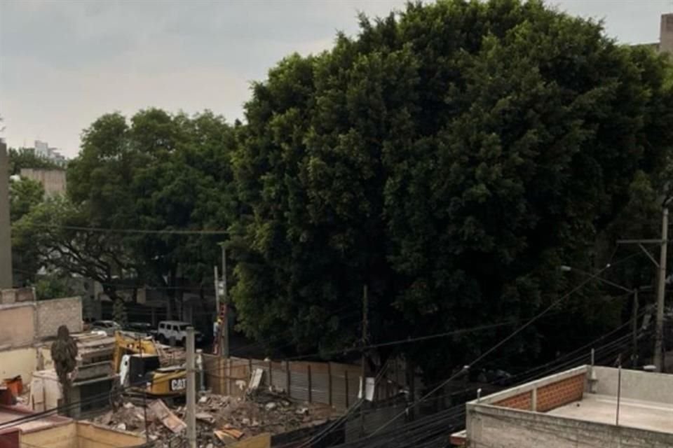 Vecinos alertaron por el riesgo de que dos ejemplares plantados hace 150 años sean retirados.