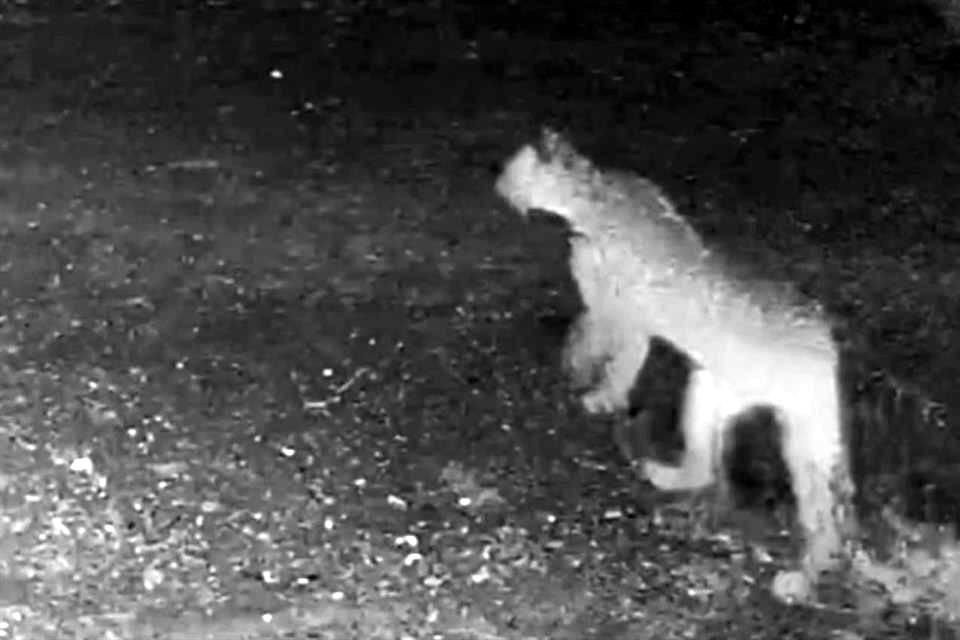 Vecinos de El Barrial hacen un llamado a las autoridades, para que capturen y reubiquen al puma.